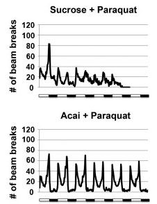 Acai plus parquat